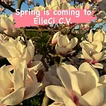 Elleci * Mondovì