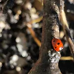 Elleci