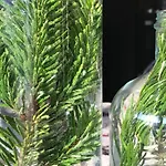 Elleci