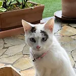 Elleci *