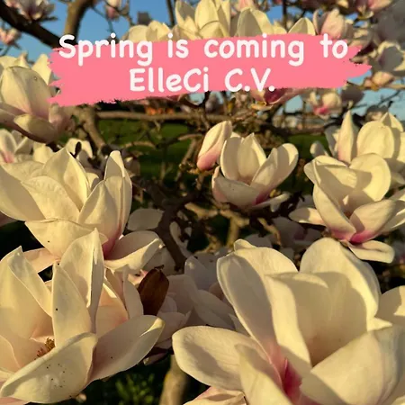 Elleci * Mondovì