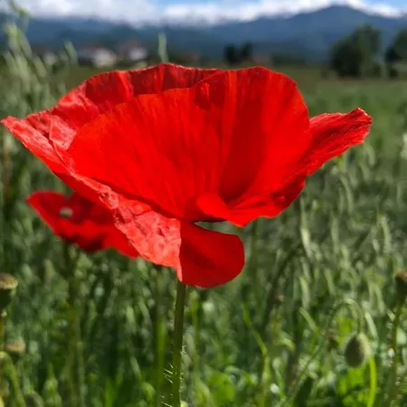 Elleci Lejlighed Mondovì